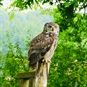 Owl on the post